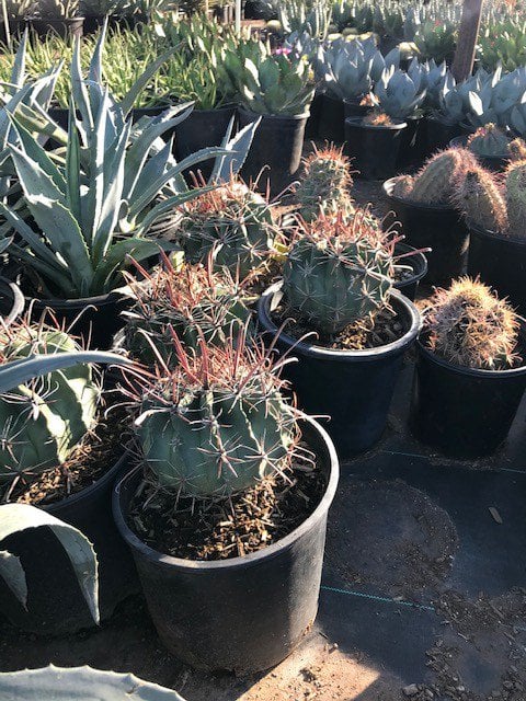 Photo for Ferocactus wislizeni (Southwestern Barrel Cactus)