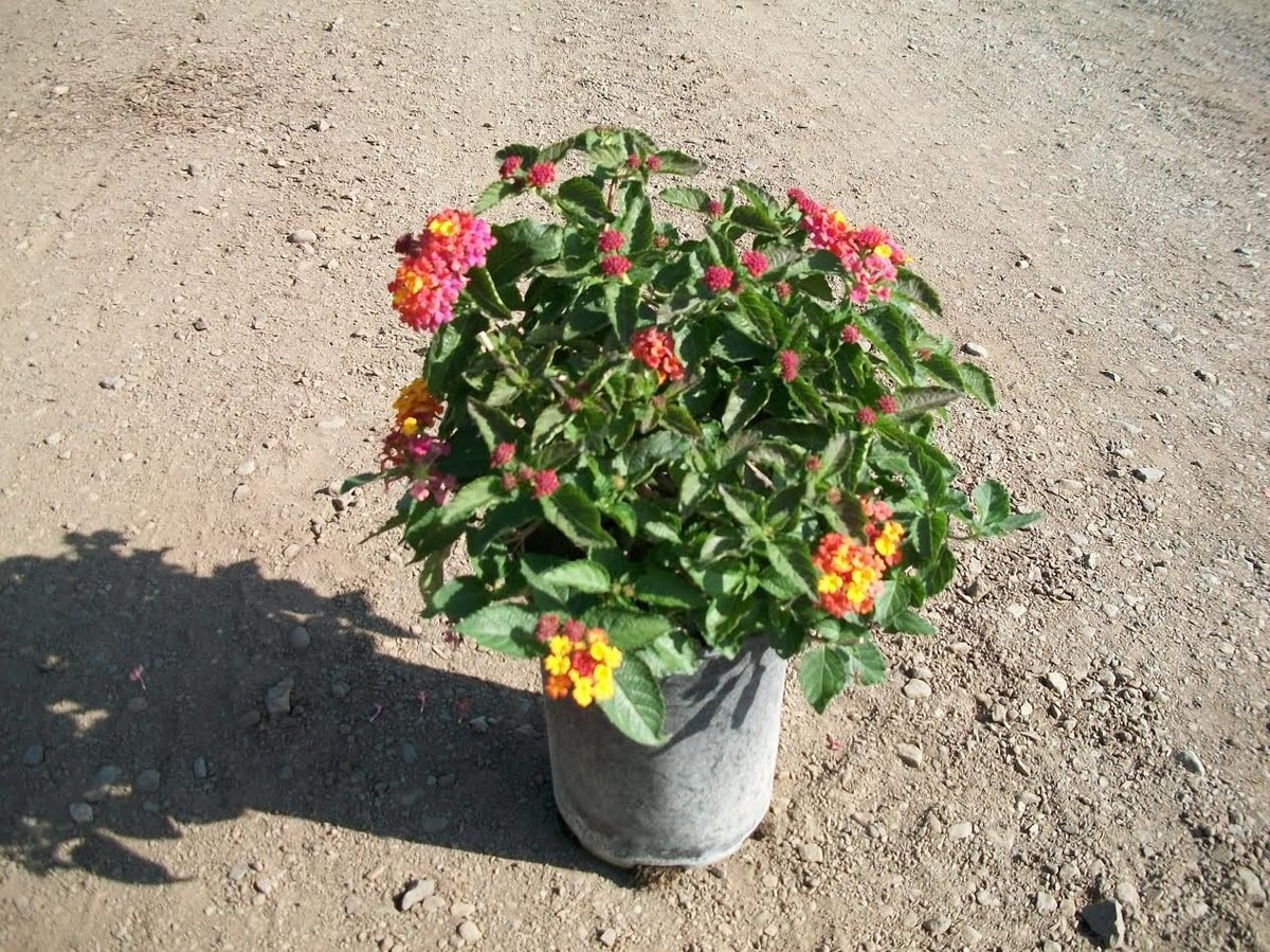 Photo for Lantana ‘Paparazzi’ (Paparazzi Lantana)
