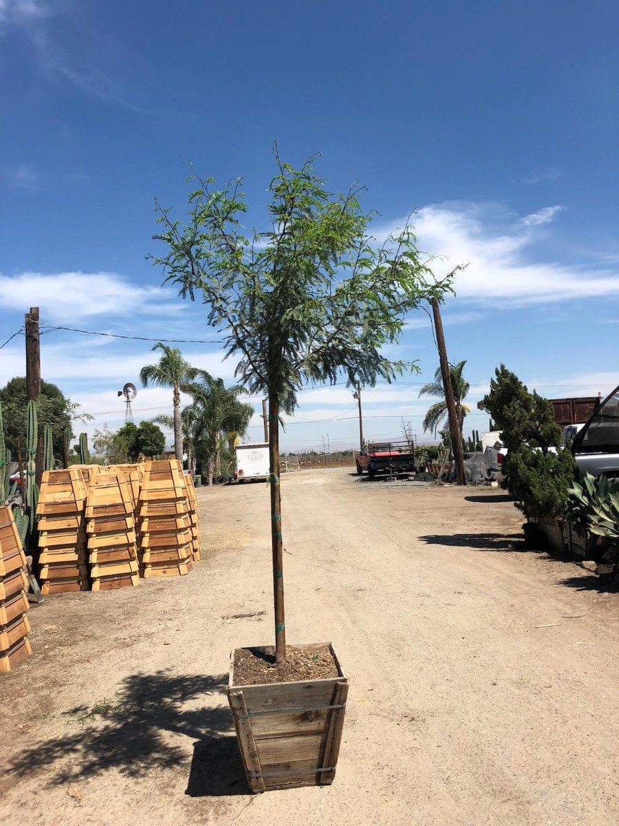 Photo for Prosopis x 'Phoenix' (Phoenix Thornless Mesquite)