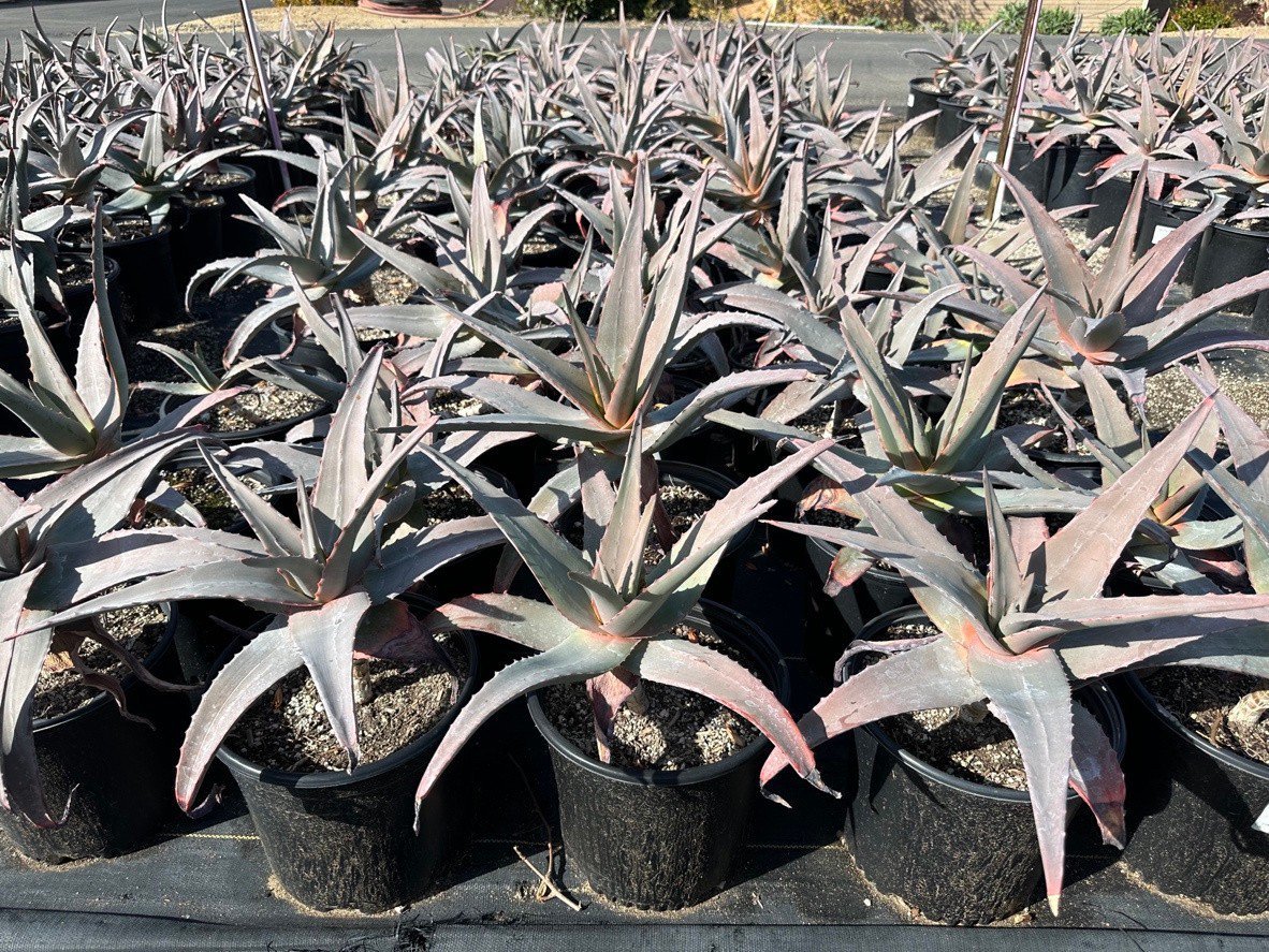 Photo for Aloe rubroviolacea (Arabian Aloe)