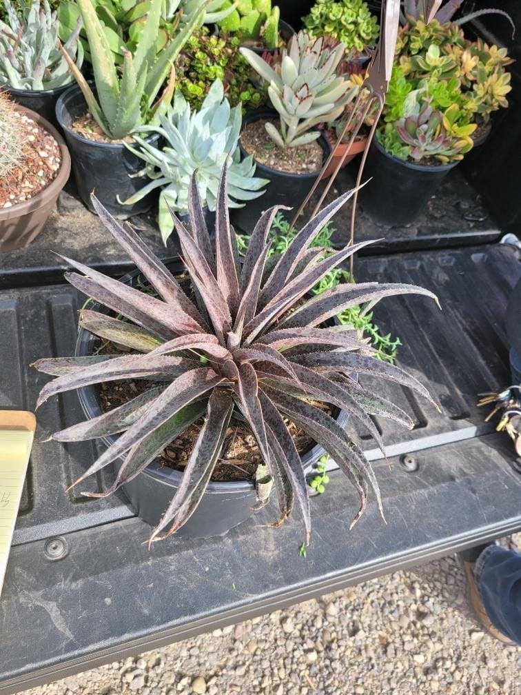Photo for Mangave 'Pineapple Express' (Pineapple Express Mangave)