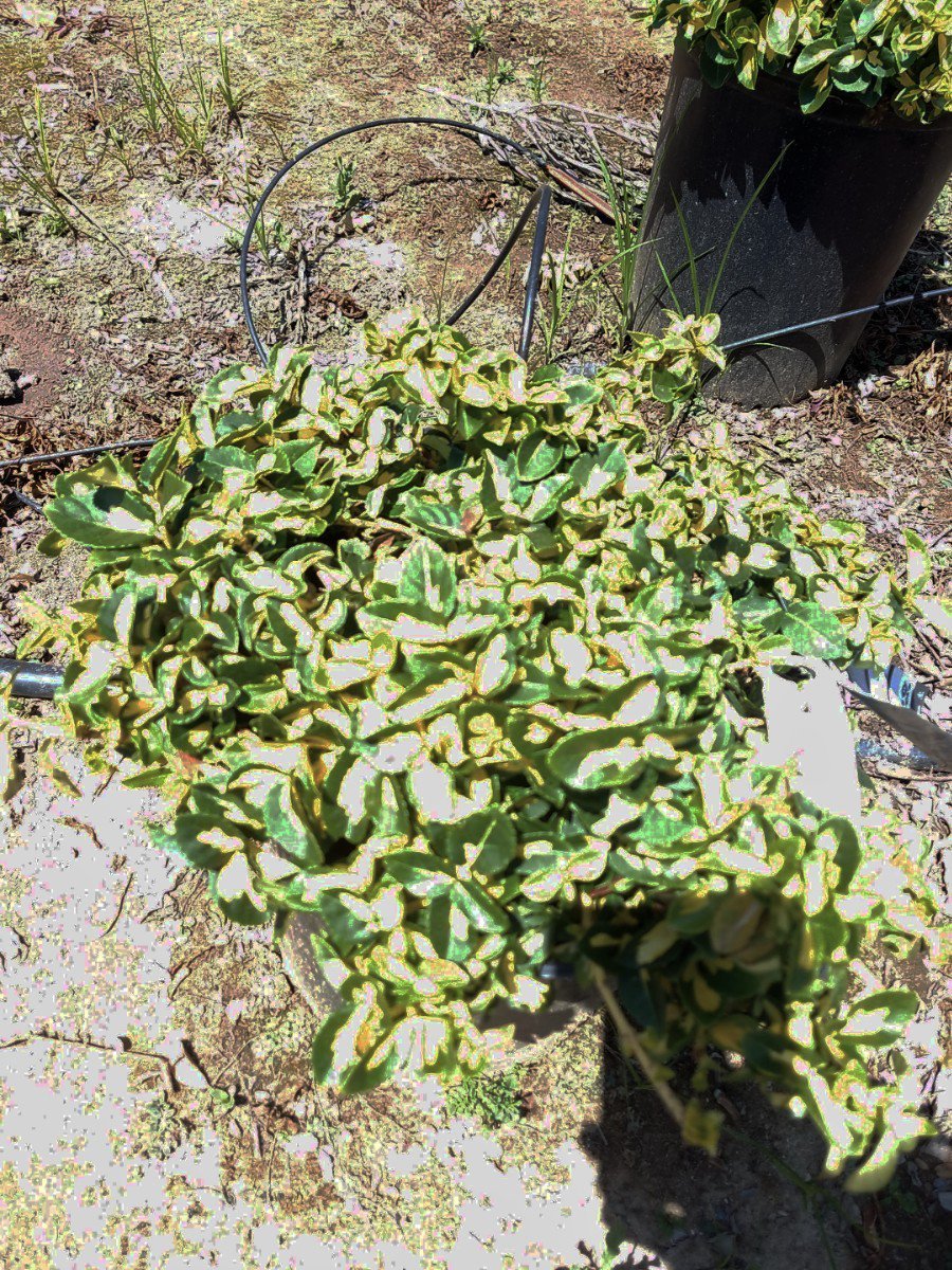 Photo for Euonymus fortunei 'Moonshadow' ( Moonshadow Euonymus)