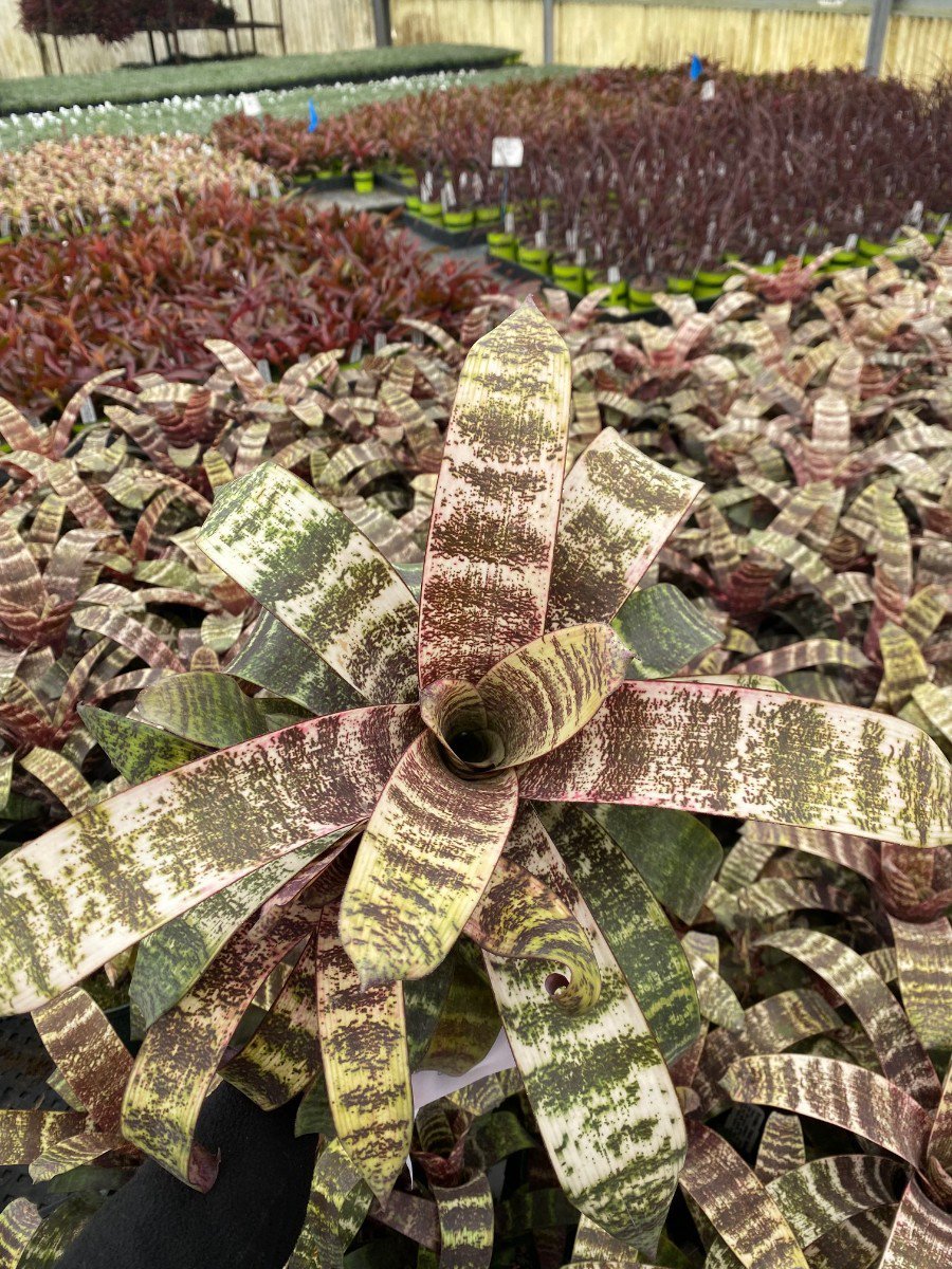 Photo for Vriesea fosteriana 'Red Chestnut' (Red Chestnut Bromeliad)