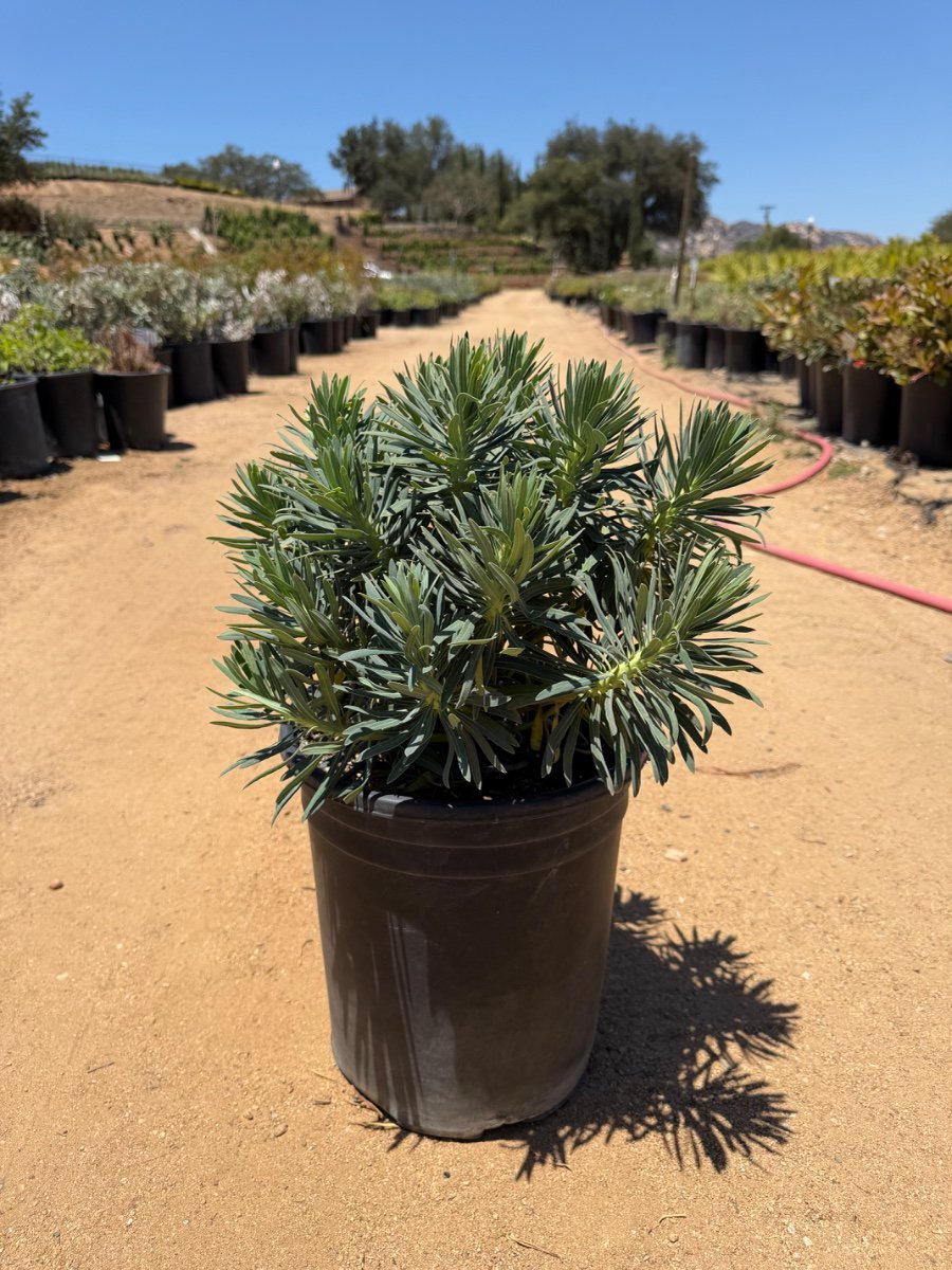 Photo for Euphorbia characias ssp. wulfenii (Golden Mediterranean Spurge)