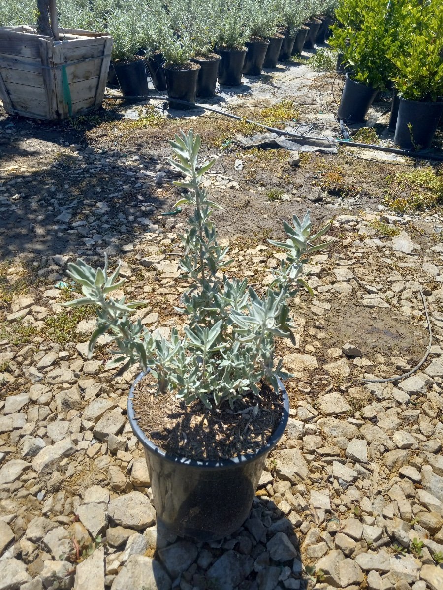 Photo for Salvia leucophylla (Purple Sage, Gray Sage)