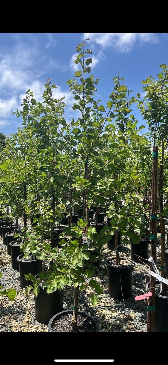 Photo for Prunus armeniaca 'Katy' (Katy Apricot)