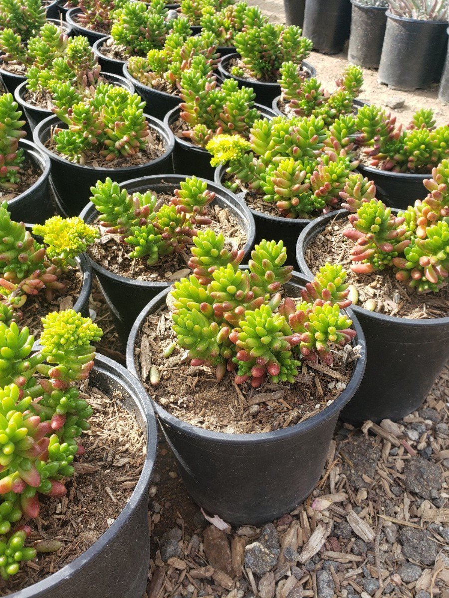 Photo for Sedum rubrotinctum (Pork and Beans, Jelly Beans)