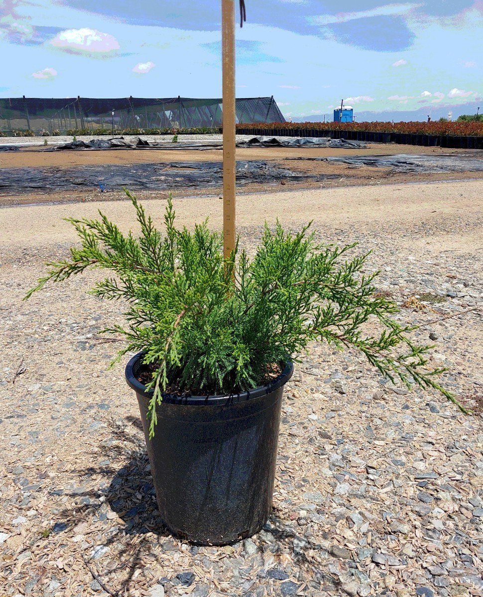Photo for Juniperus x pfitzeriana 'Sea Green' (Sea Green Juniper)