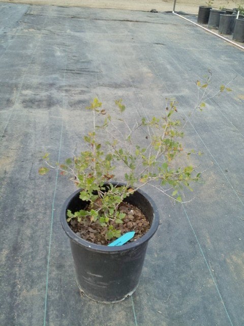 Photo for Quercus berberidifolia (Q. dumosa) (Scrub Oak)