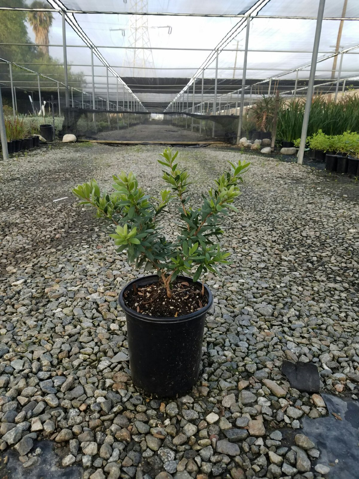 Photo for Callistemon viminalis LI1 ‘Better John’ (Better John Callistemon)