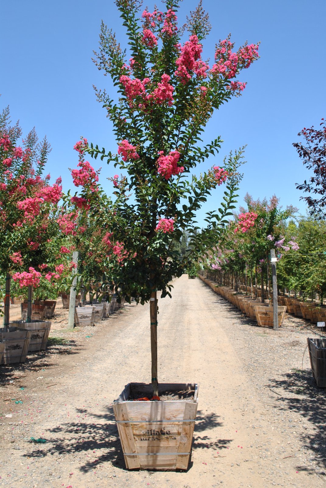 Photo for Lagerstroemia indica x ‘Cherokee’ (Cherokee Crape Myrtle)