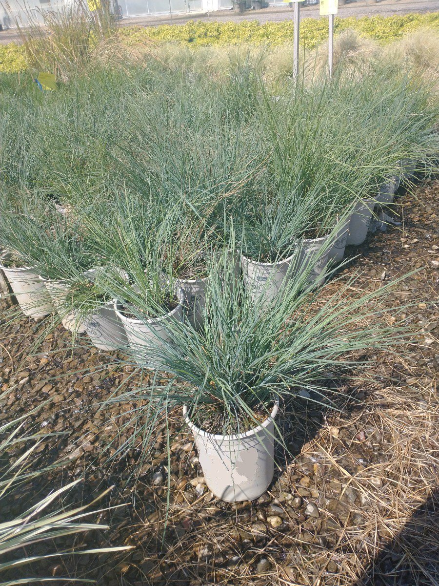 Photo for Lomandra confertifolia 'Seascape' (Seascape Mat Rush)