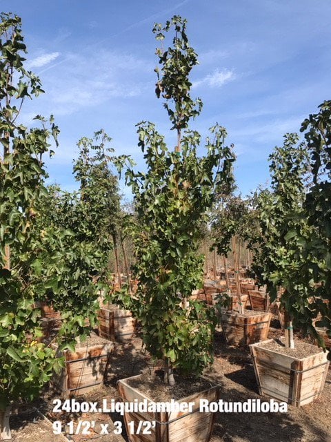 Photo for Liquidambar styraciflua 'Rotundiloba' (Standard) (Sweet Gum)