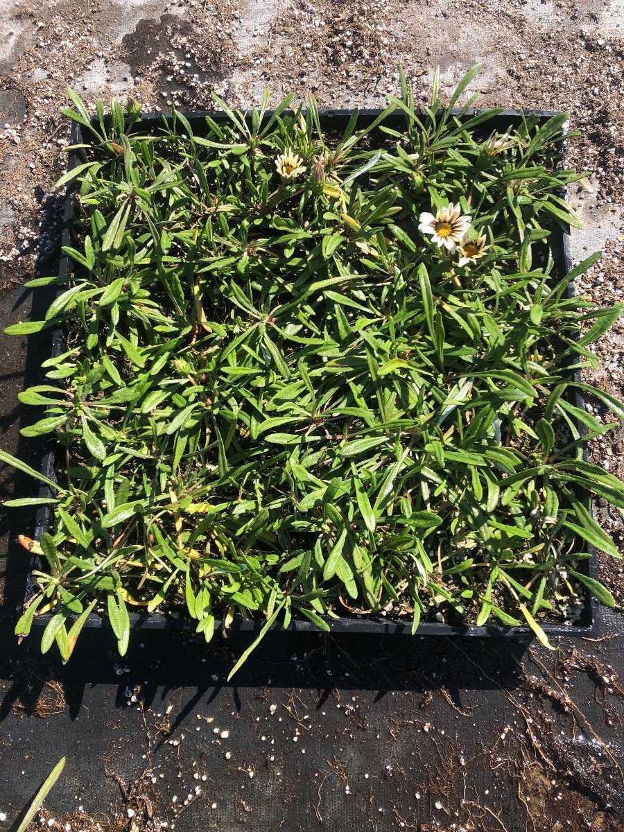 Photo for Gazania 'Aztec Queen' (Aztec Queen)