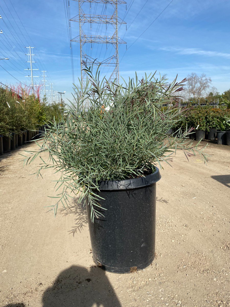 Photo for Acacia iteaphylla (Willow Wattle)