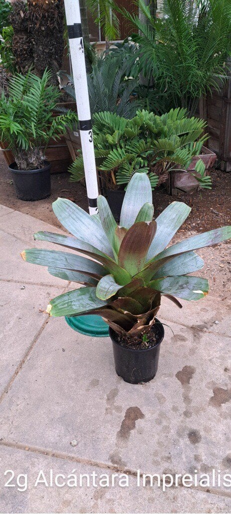 Photo for Alcantarea imperialis 'Rubra' (Rubra Imperial Bromeliad)
