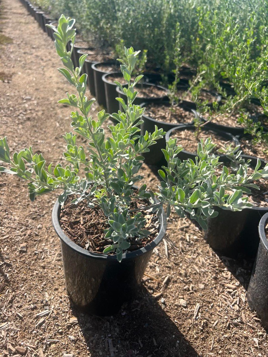 Photo for Leucophyllum x candidum 'Microburst'  (Microburst Texas Sage)
