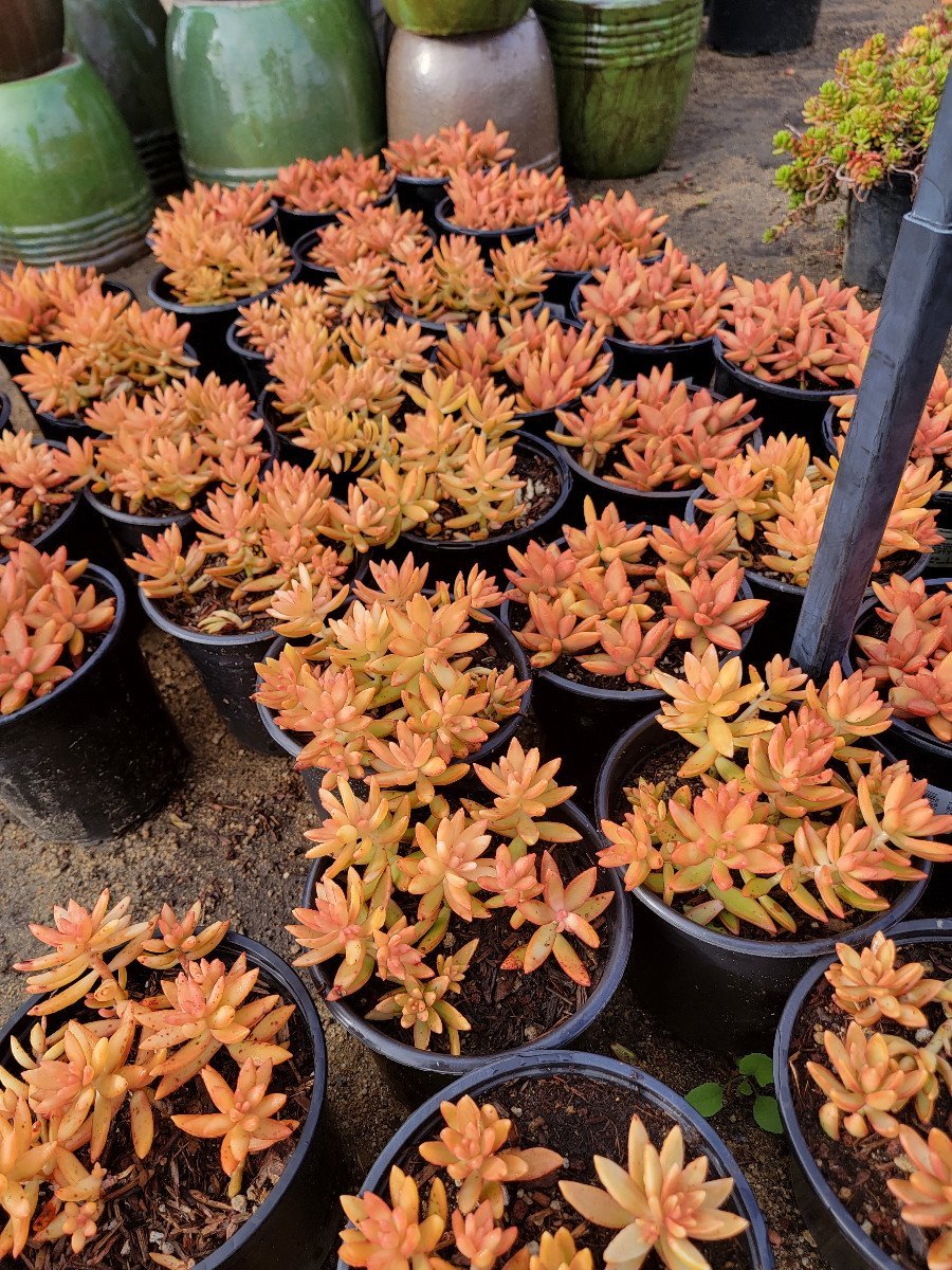 Photo for Sedum adolphii (Golden Sedum)