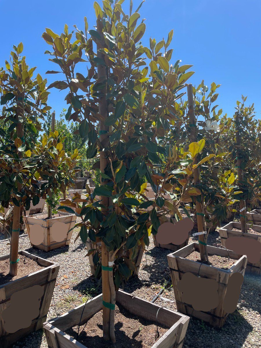 Photo for Magnolia grandiflora 'Little Gem' (Multi) (Little Gem Dwarf Southern Magnolia)
