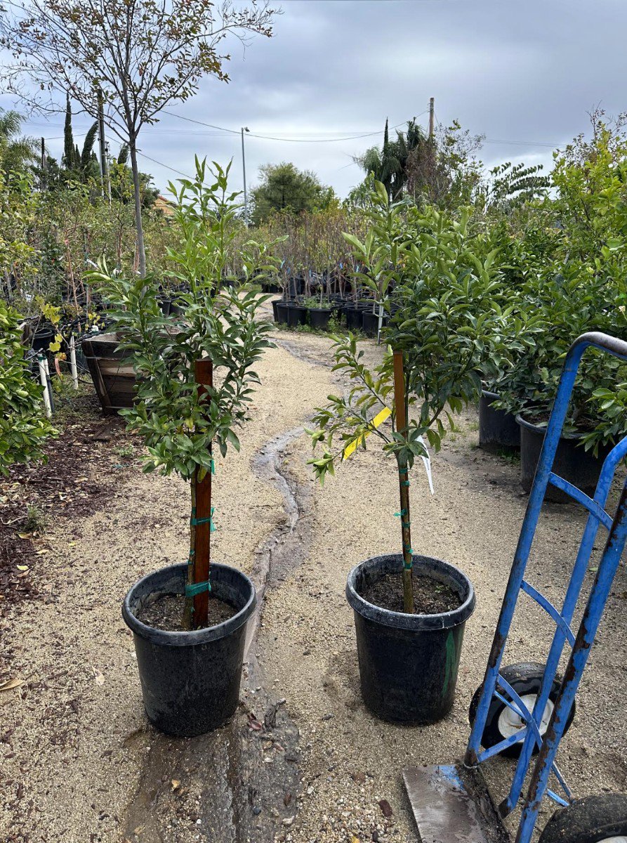 Photo for Citrus japonica (Kumquat)