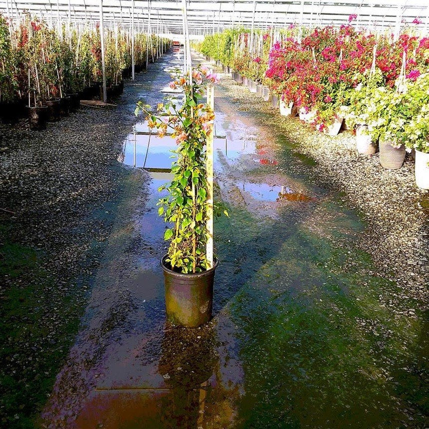 Photo for Bougainvillea x buttiana 'Orange King' (Orange King Bougainvillea)