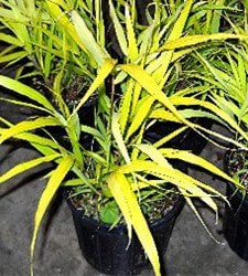 Photo for Hakonechloa macra 'Aureola' (Aureola Japanese Forest Grass)