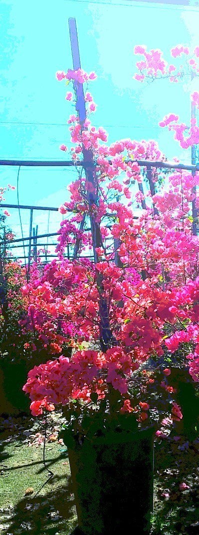 Photo for Bougainvillea 'Orange King' (Staked) (Orange King Bougainvillea)