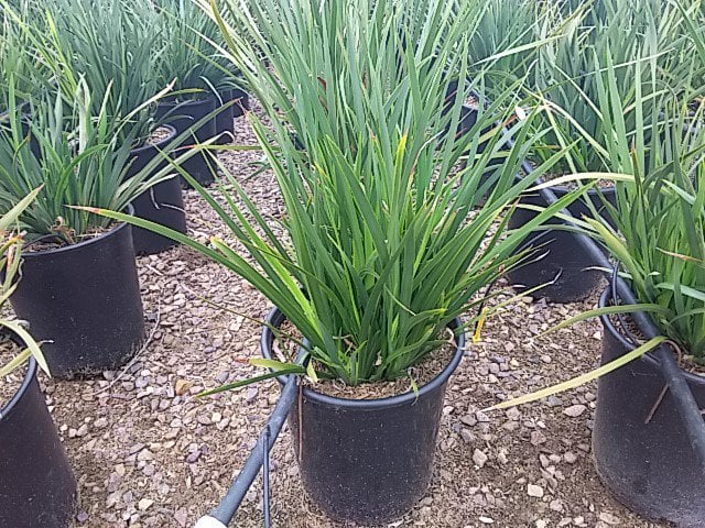 Photo for Dietes 'Orange Drop' (Orange Drop Fortnight Lily)