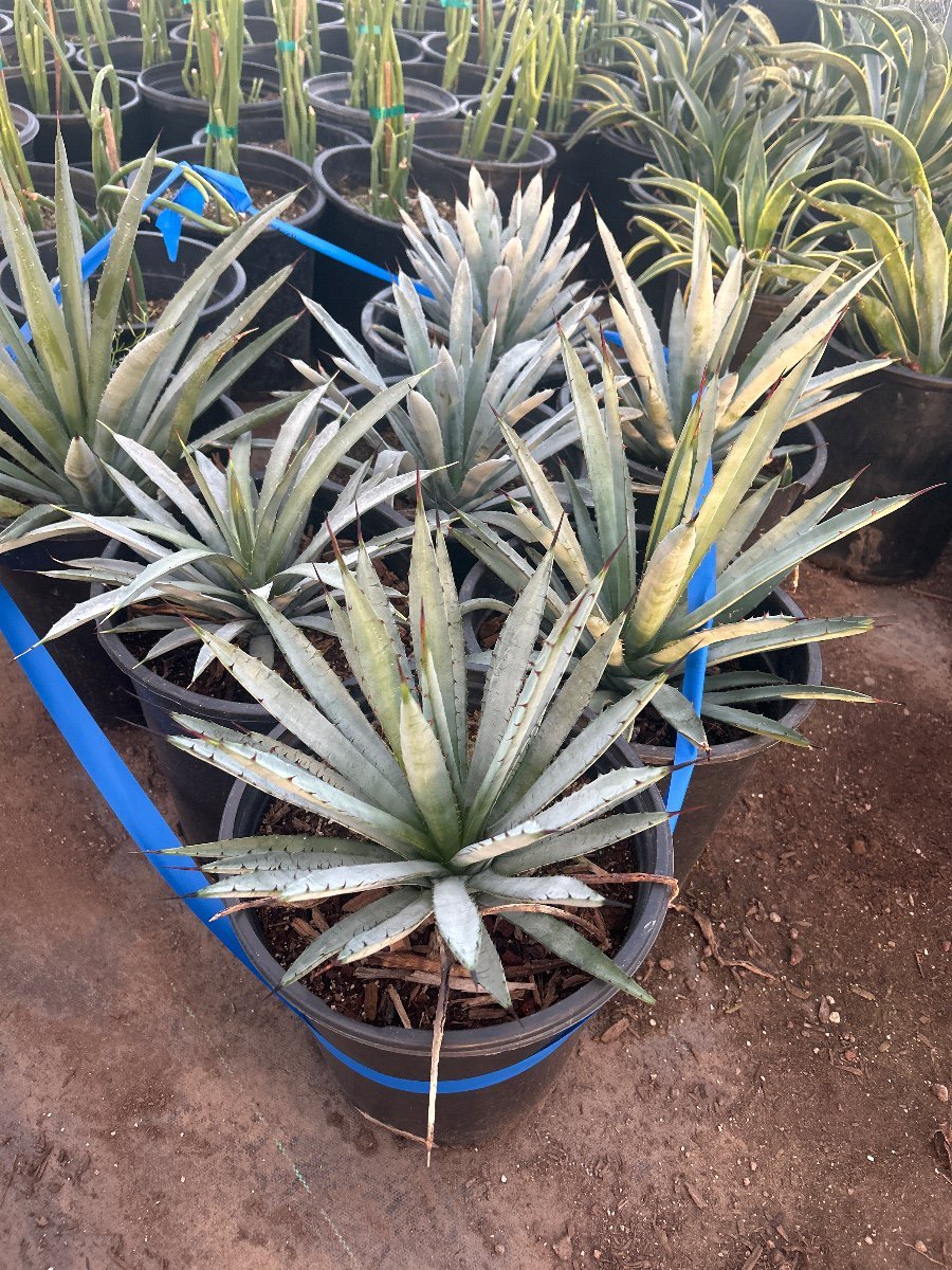 Photo for Agave macroacantha (Black-spined Agave)