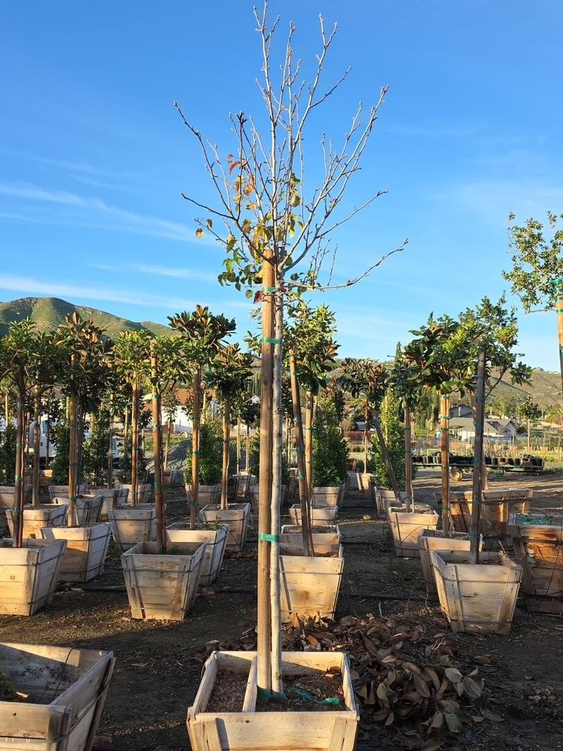 Photo for Pyrus calleryana 'Chanticleer' (Chanticleer Callery Pear)