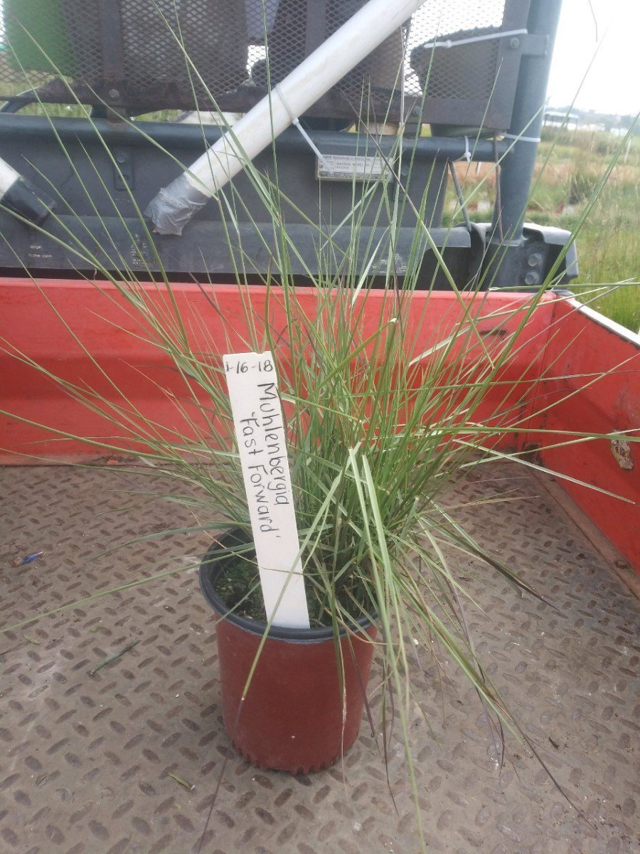 Photo for Muhlenbergia capillaris ‘Fast Forward’  (Muhlenbergia Fast Forward)