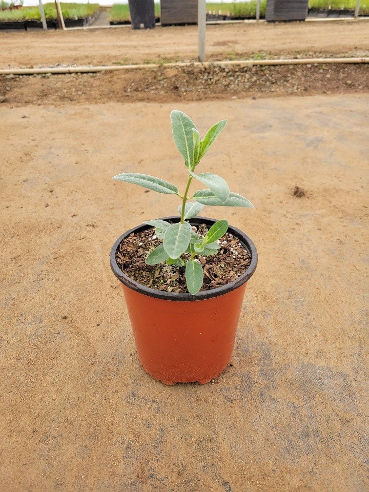 Photo for Asclepias eriocarpa (Indian Milkweed)