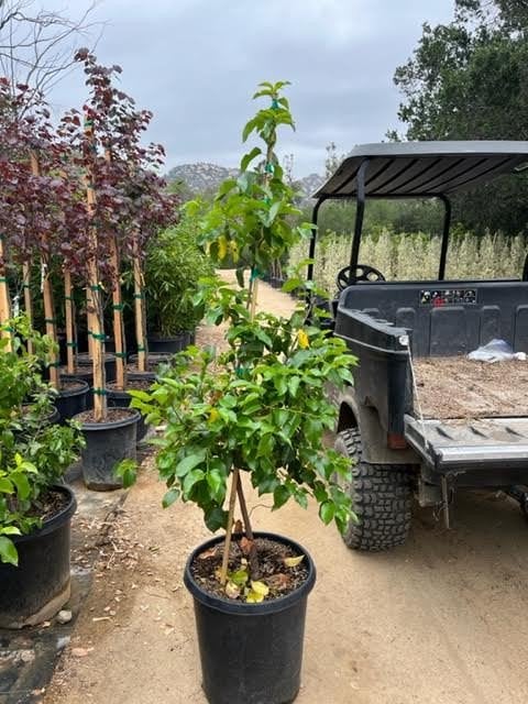 Photo for Prunus ilicifolia ssp lyonii (Column) (Catalina Cherry)