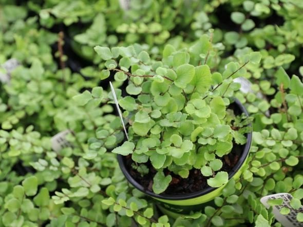 Photo for Pellaea rotundifolia (Button Fern)