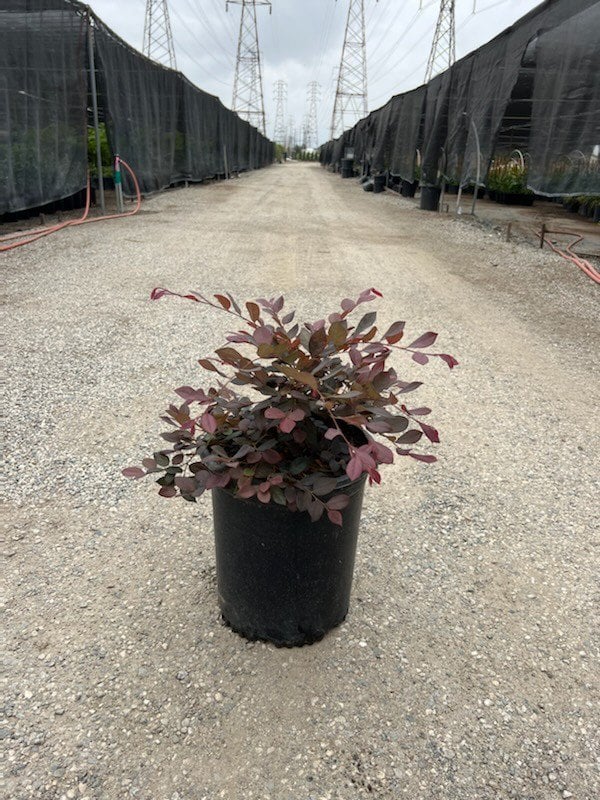 Photo for Loropetalum chinense (Fringe Flower)