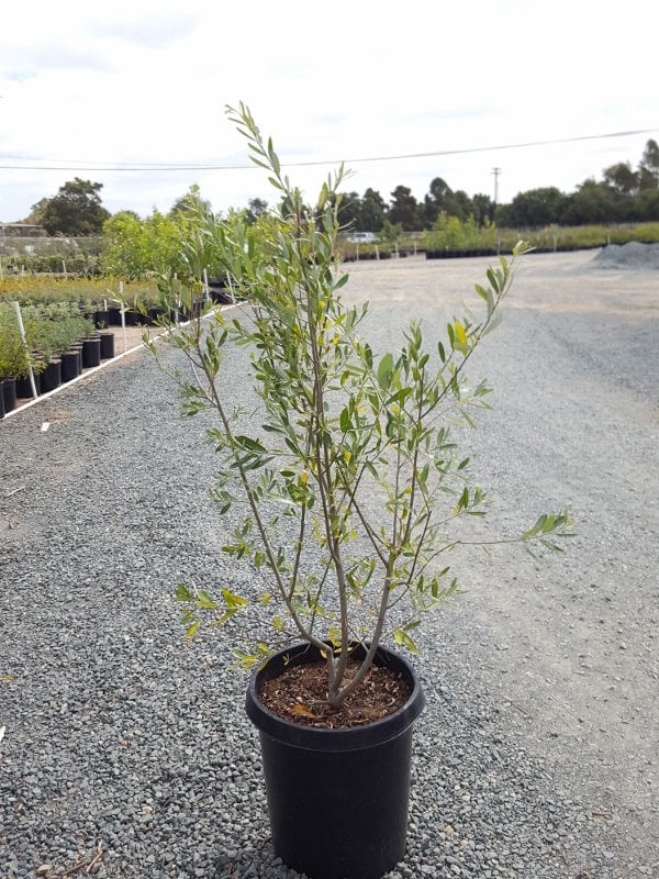 Photo for Salix lasiolepis (Arroyo Willow)