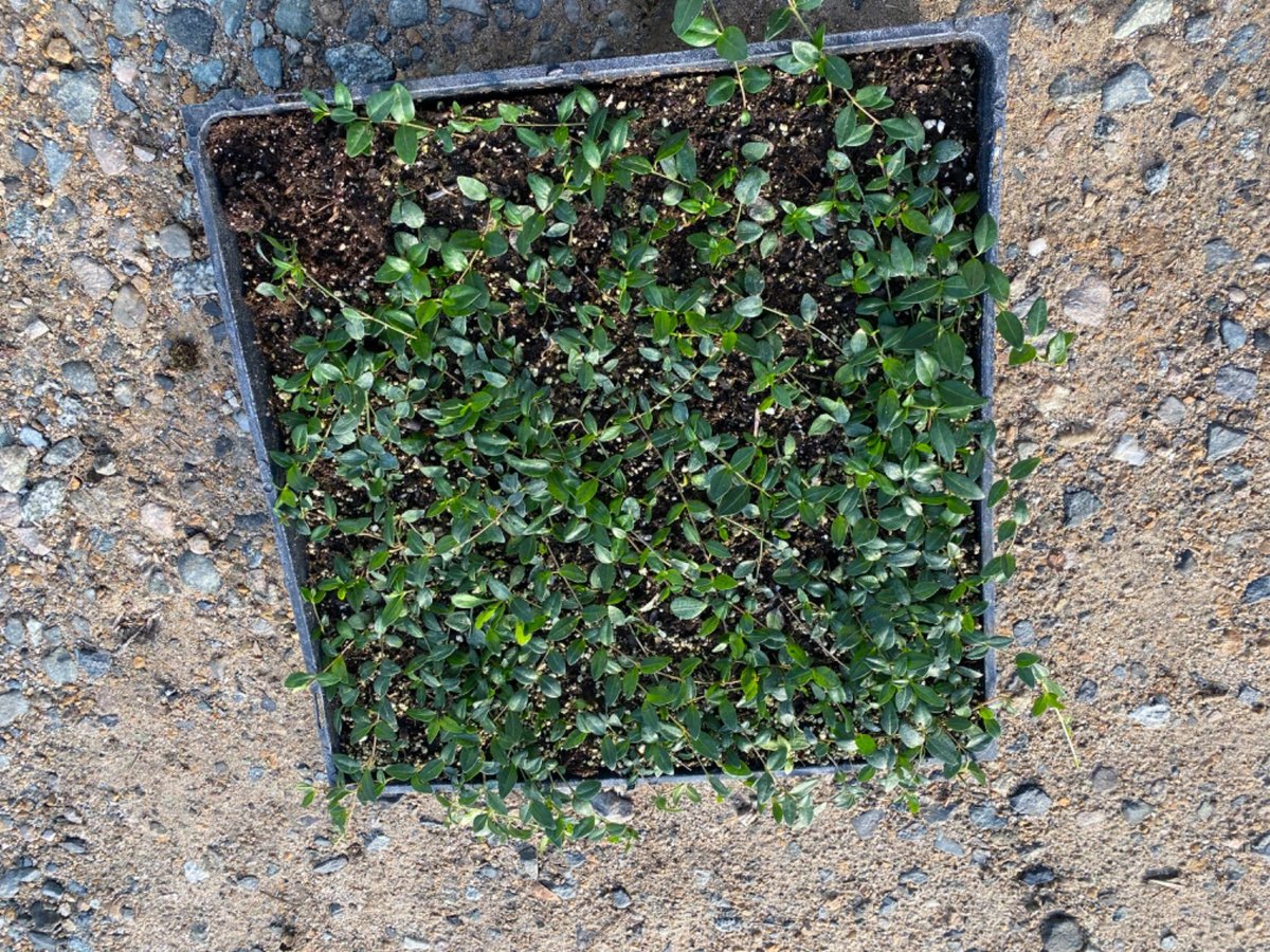Photo for Vinca minor 'Bowles' (Bowles' Common Periwinkle)