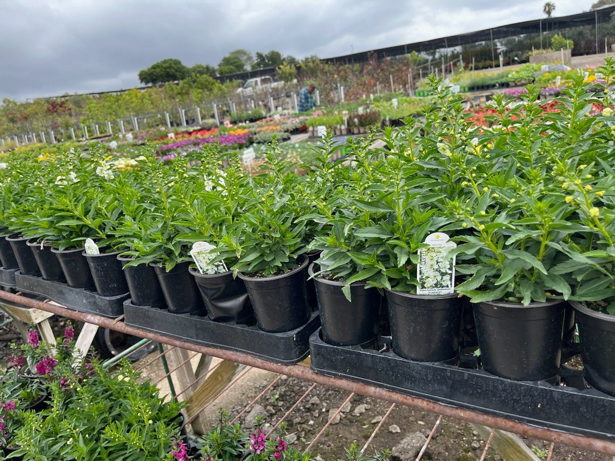 Photo for Angelonia angustifolia (Angelonia)