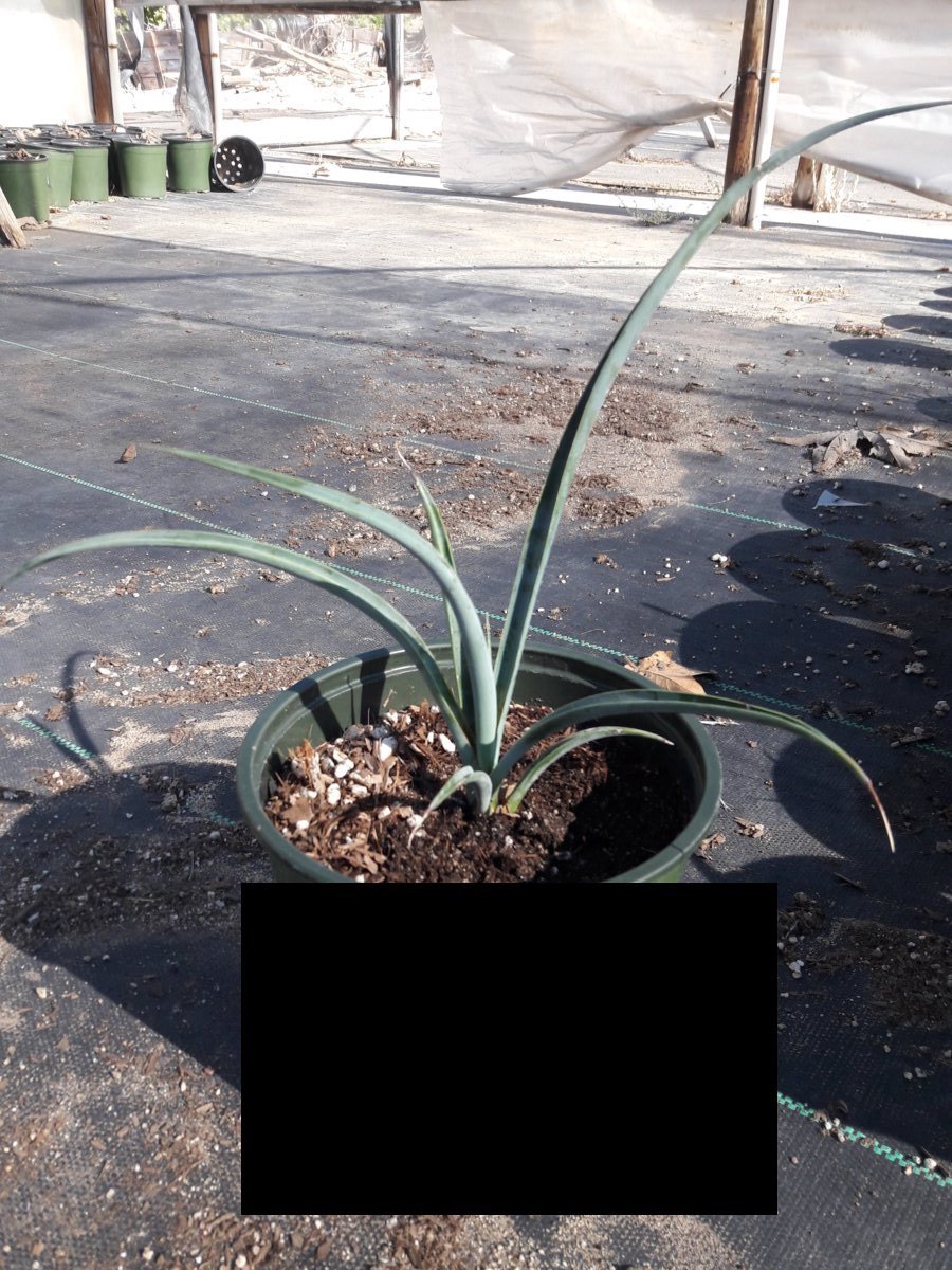 Photo for Yucca schidigera (Mohave Yucca, Spanish Dagger)