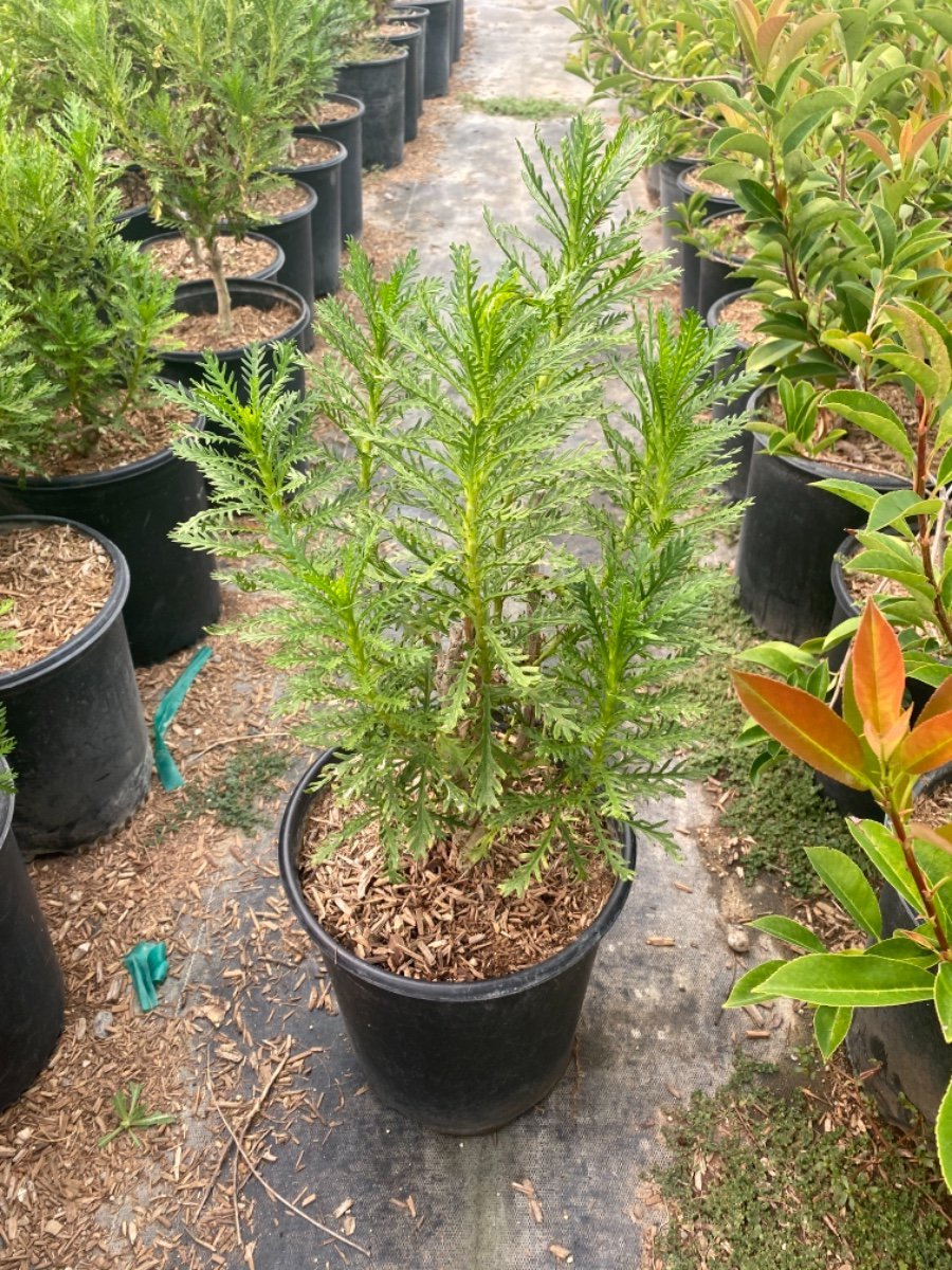 Photo for Euryops pectinatus (Golden Daisy Bush)
