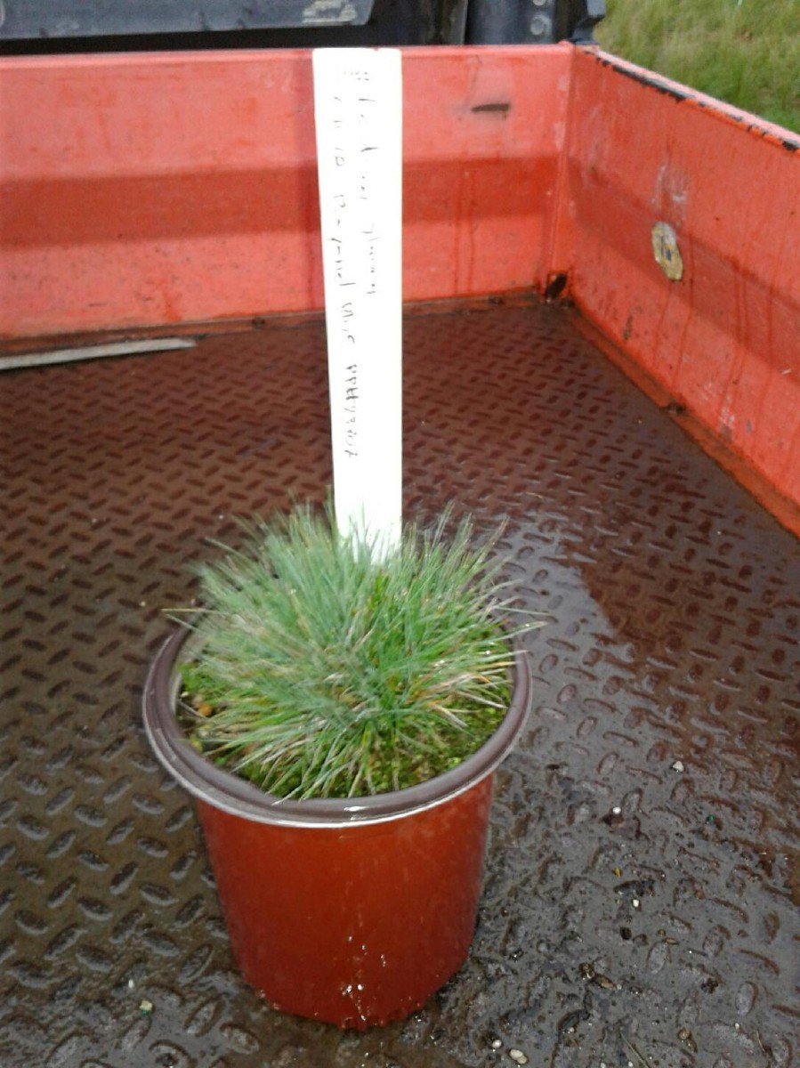 Photo for Festuca glauca ‘Beyond Blue’ (Beyond Blue Fescue)
