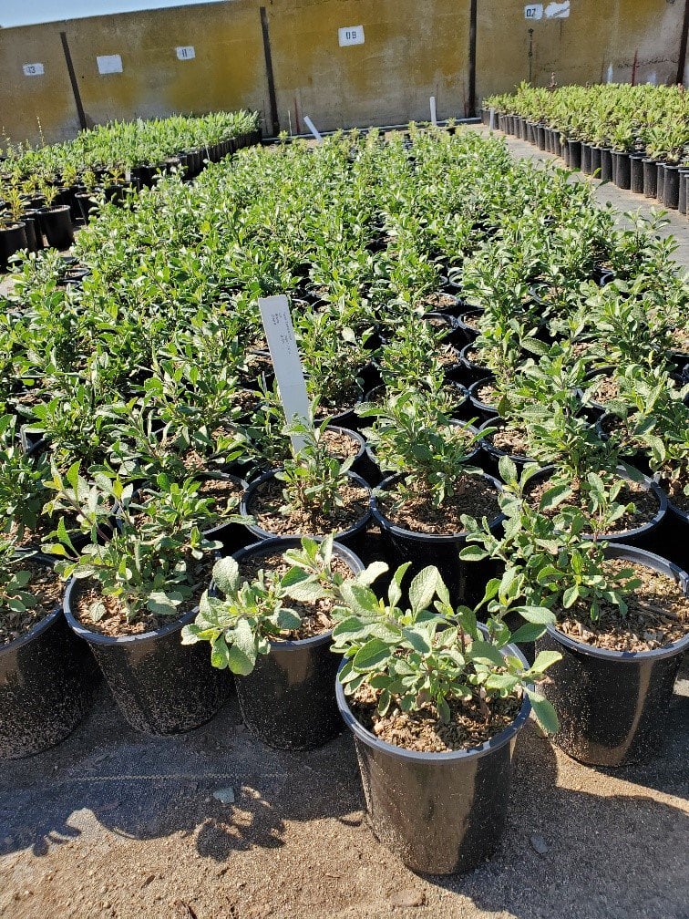 Photo for Salvia 'Celestial Blue' (Celestial Blue Sage)