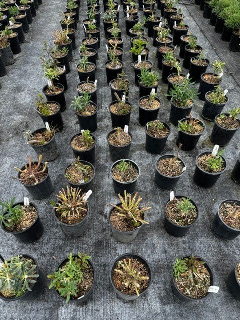 Photo for Euphorbia characias ssp. wulfenii (Golden Mediterranean Spurge)