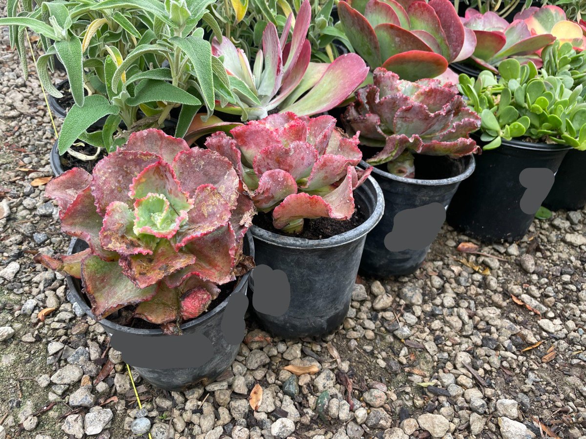 Photo for Echeveria 'Ruffles' (Ruffles Echeveria)