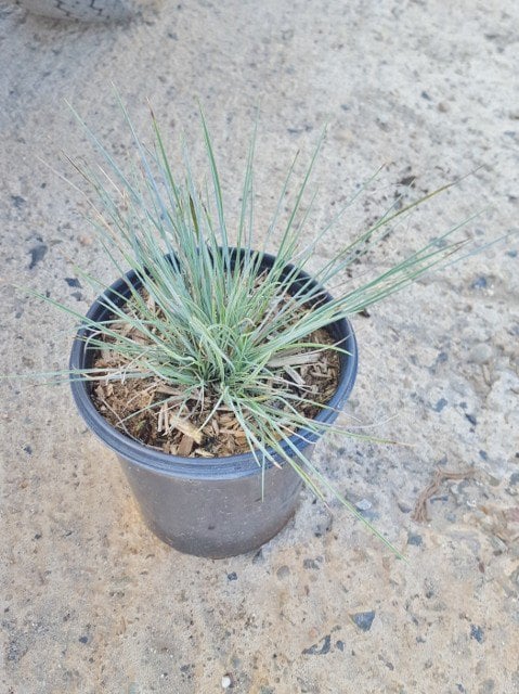 Photo for Festuca californica 'Serpentine Blue' (Serpentine Blue Festuca)