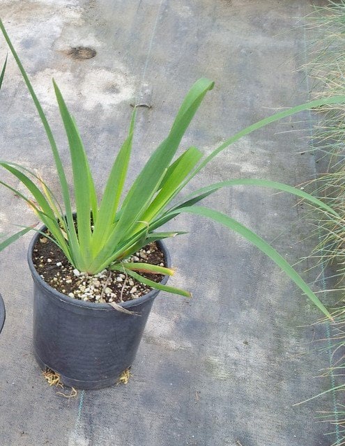 Photo for Iris douglasiana 'Pacific Coast' (Pacific Coast Hybrid Iris)