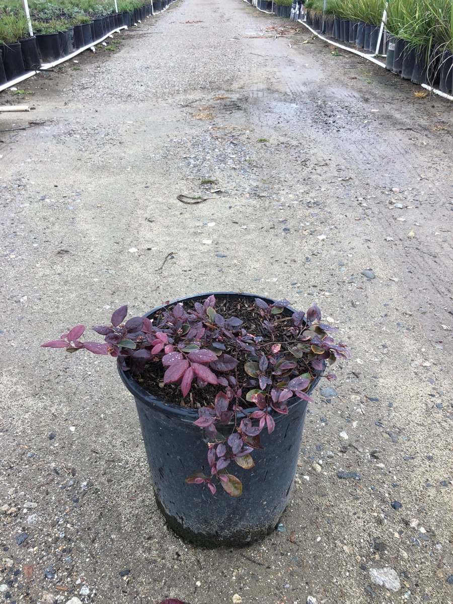 Photo for Loropetalum chinense var. rubrum (Fringe Flower 'Rubrum')