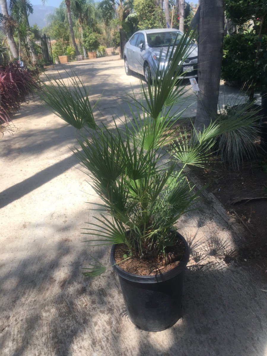 Photo for Chamaerops humilis (Multi) (Mediterranean Fan Palm)
