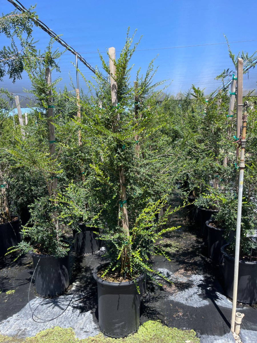 Photo for Azara microphylla (Box-Leaf Azara)