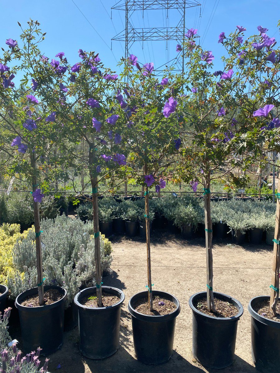 Photo for Alyogyne heugelii (Patio Tree) (Blue Hibiscus)